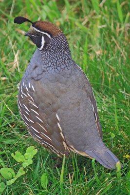 California Quail   Callipepla californica