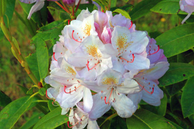 Rhododendren