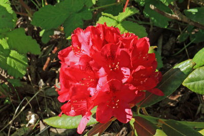 Rhododendren