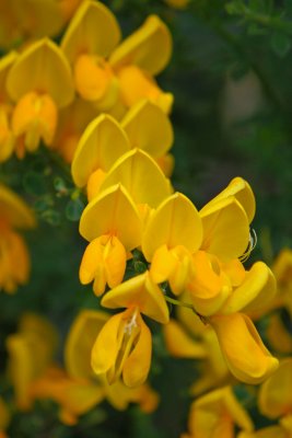 Scotch Broom Moonlight