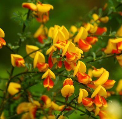 Scotch Broom Firefly