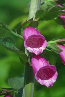 Foxglove Digitalis Purpurea