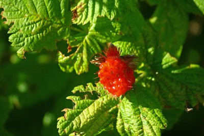 Salmonberry Rubus spectabilis