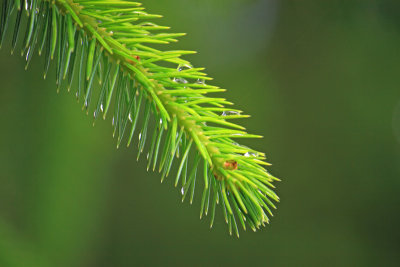 Sitka Spruce Picea sitchensis