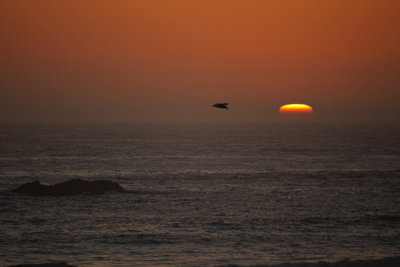 Lone Seagull and the setting Sun