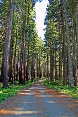 U.S. Forest Service Road 3318
