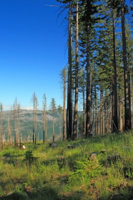 Kalmiopsis Wilderness Area