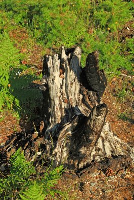 Burned-out old stump with new fir seedlings and ferns