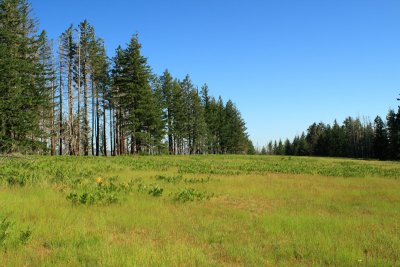 Wildhorse meadow looking South
