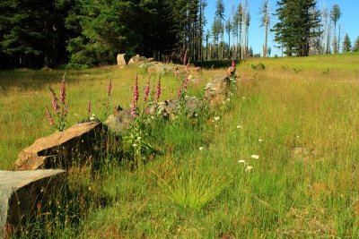 Foxglove and boulder-strewn meadow