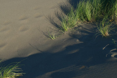 Seagrass against Dune