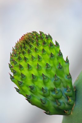 Pear Cactus