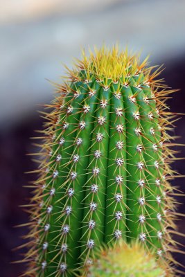 Cactus