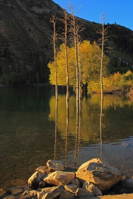 Aspens in Lundy Lake