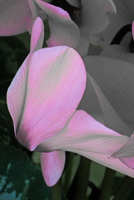 Cyclamen