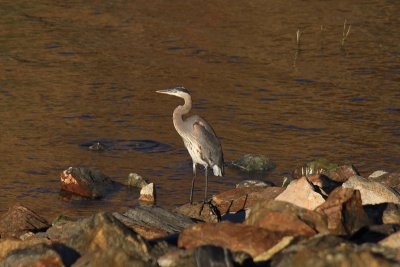 Grey Egret