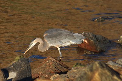 Grey Egret on the prowel