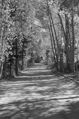 Tree-lined Dirt Road, North Lake