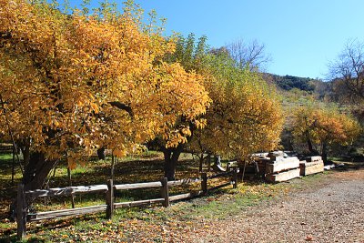 Riley's Farm Apple Orchard