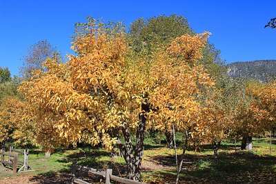 Riley's Farm Apple Orchard