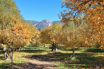 Riley's Farm Apple Orchards