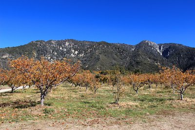 Los Rios Rancho Apple Orchard