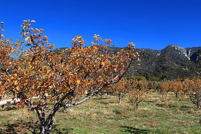 Los Rios Rancho Apple Orchards