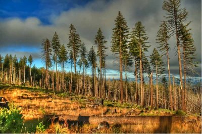 Wildhorse Meadow Treeline