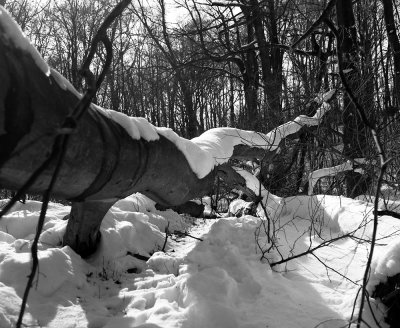 Fallen Beech and Snow