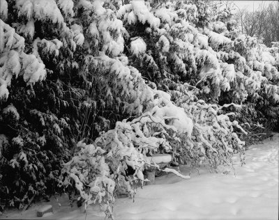 Snow-Hedge