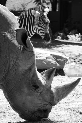_MG_7156_BW8.jpg