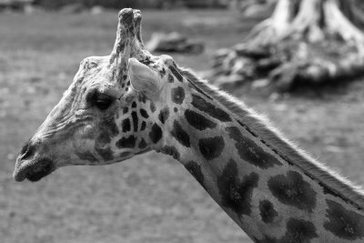 _MG_8193_BW8.jpg