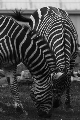 _MG_8045_BW8.jpg