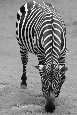 _MG_8226_BW8.jpg