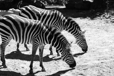 _MG_7202_BW8.jpg