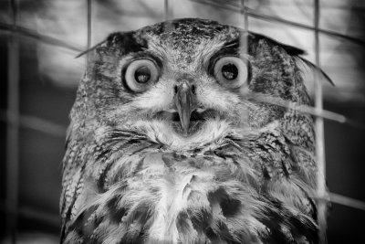 _MG_7712_BW8.jpg