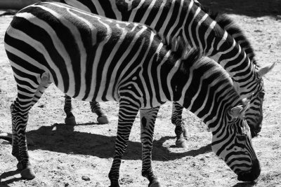_MG_7200_BW8.jpg