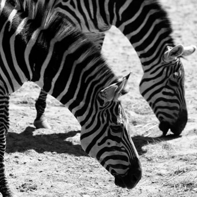 _MG_7192_BW8.jpg