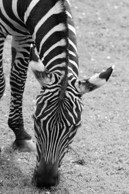_MG_8266_BW8.jpg