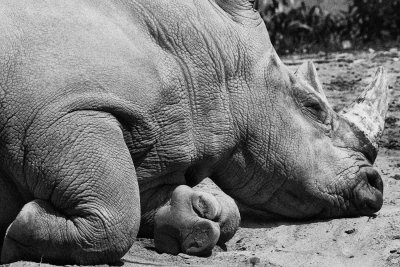 _MG_7915_BW8.jpg