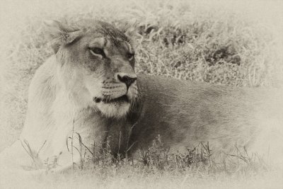 _MG_8369_BW8.jpg