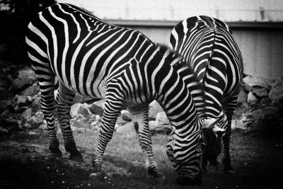 _MG_8044_BW8.jpg