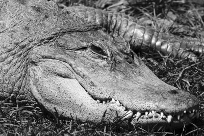 _MG_7484_BW8.jpg