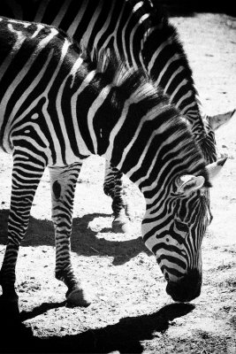 _MG_7195_BW8.jpg