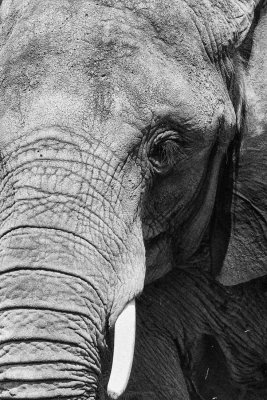 _MG_7922_BW8.jpg
