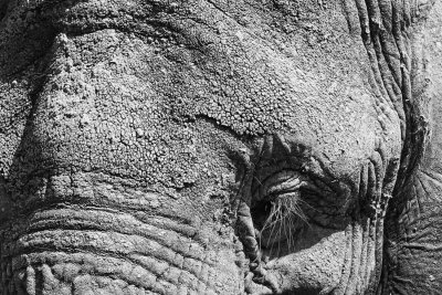 _MG_7223_BW8.jpg