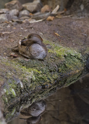 Biodôme de Montréal