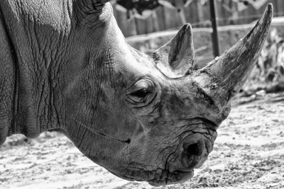 Animaux BW en Macro