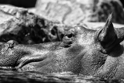 _MG_7457_B9.jpg