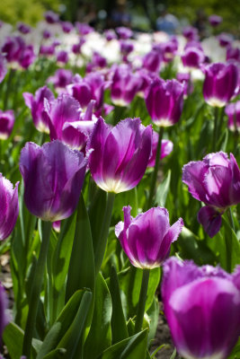 Festival des tulipes à Ottawa